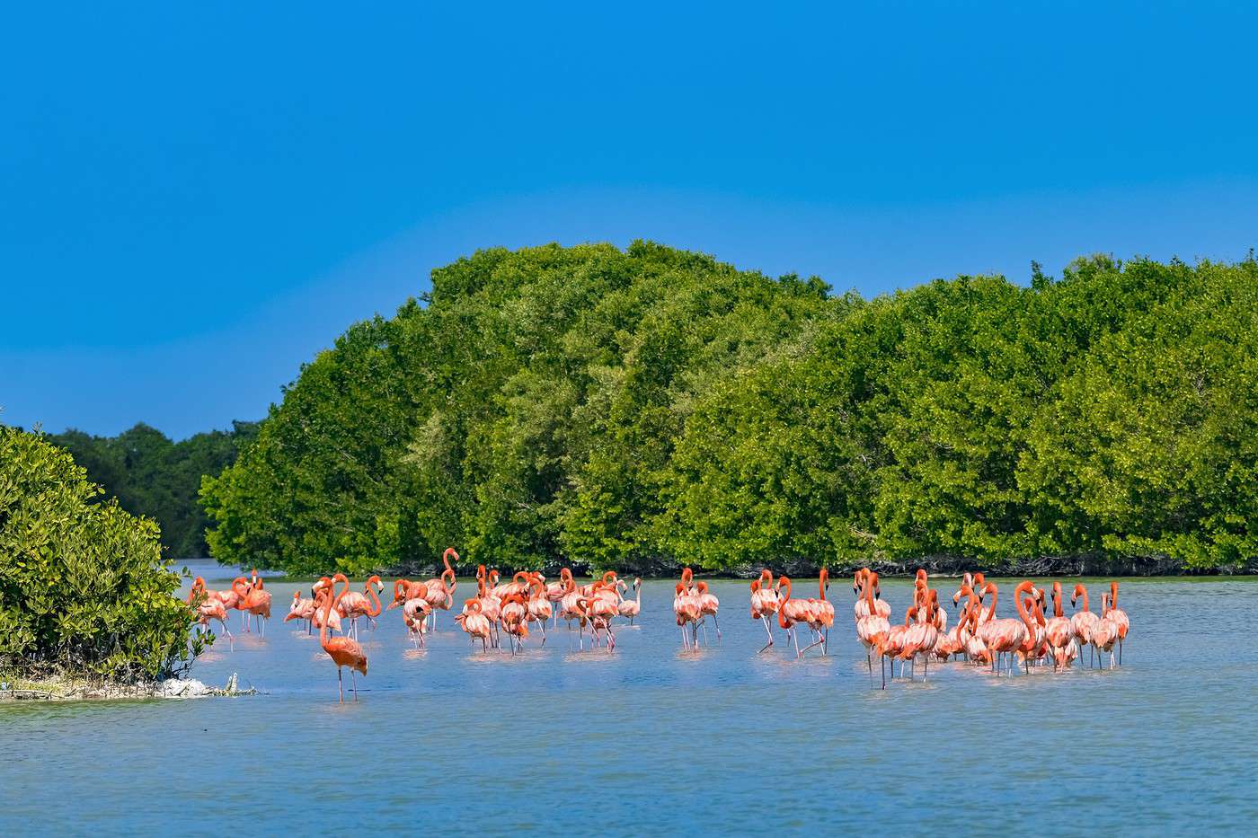 Mérida - Celestun - Paseo bote por manglar con avistamiento Flamingos y tarde de playa - Image 2