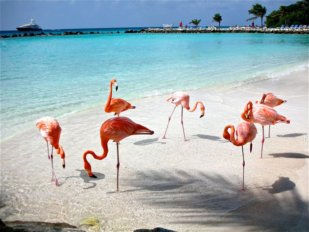 Mérida - Celestun - Paseo bote por manglar con avistamiento Flamingos y tarde de playa - Image 3