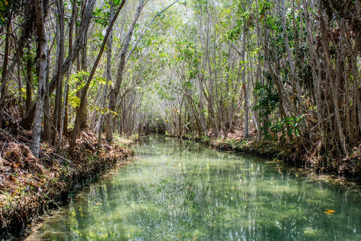 Mérida - Telchac - Manglar San Crisanto - Image 2
