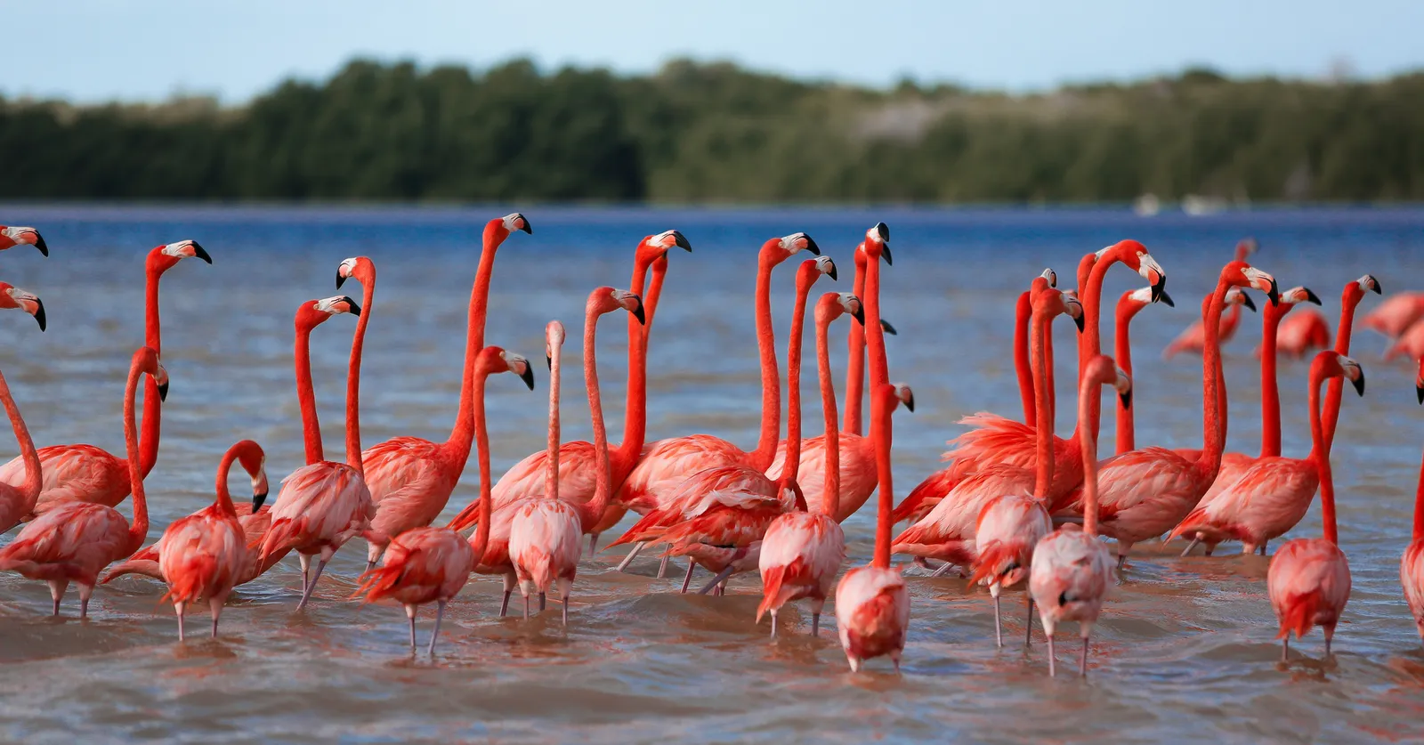 Mérida - Celestun - Paseo bote por manglar con avistamiento Flamingos y tarde de playa
